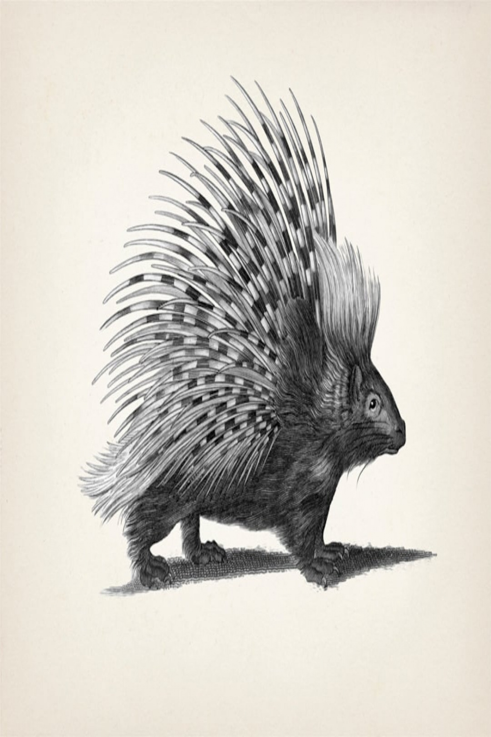 Porcupine Drawing : Fine Art Print of a Vintage Natural History