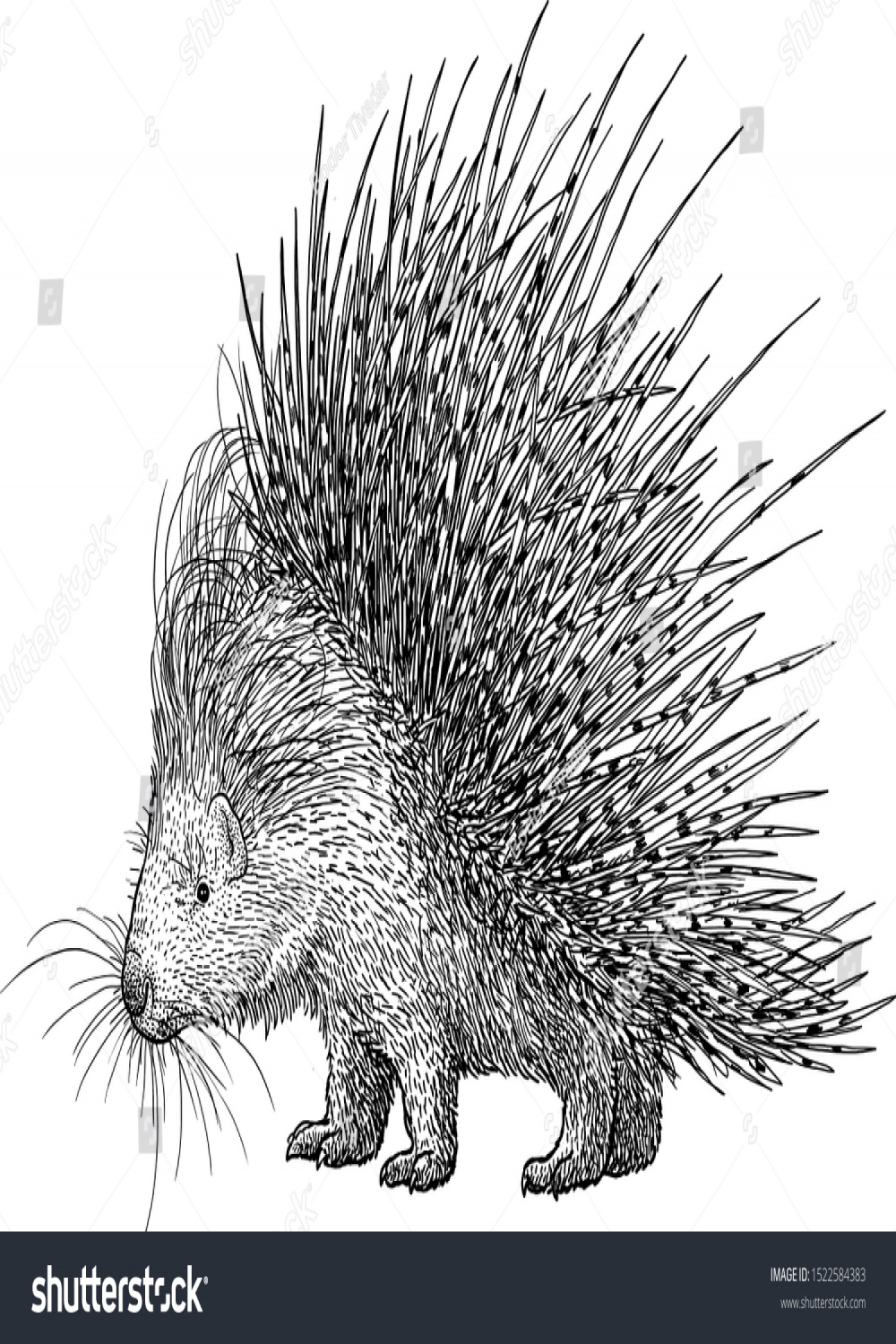 , Porcupine Drawings Images, Stock Photos, D objects