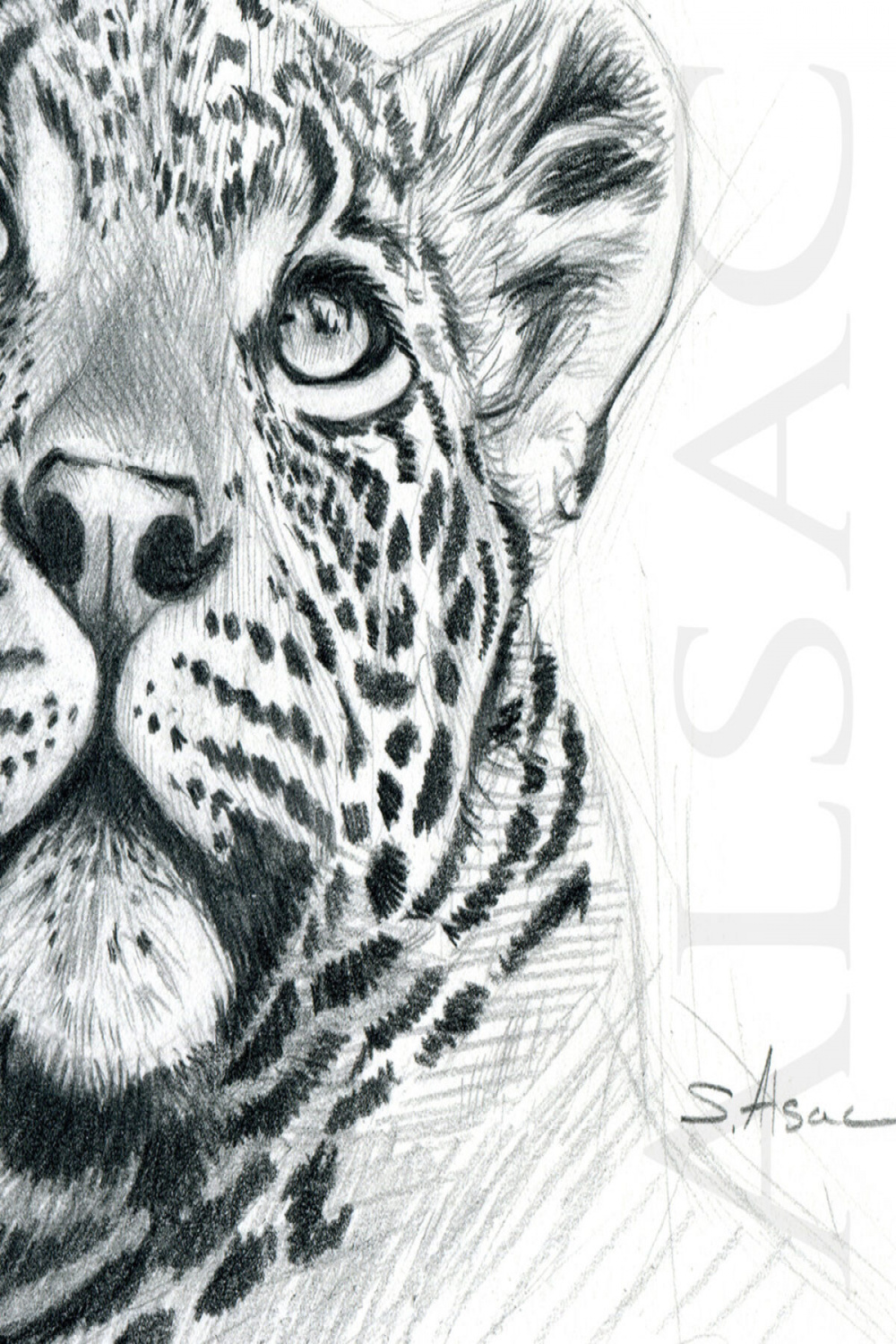 Portrait of Leopard" drawing by Stephan Alsac - French Wildlife Artist