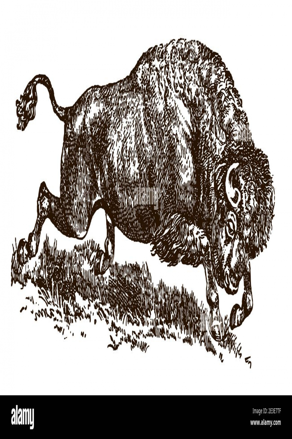 Powerful running American buffalo, bison in side view