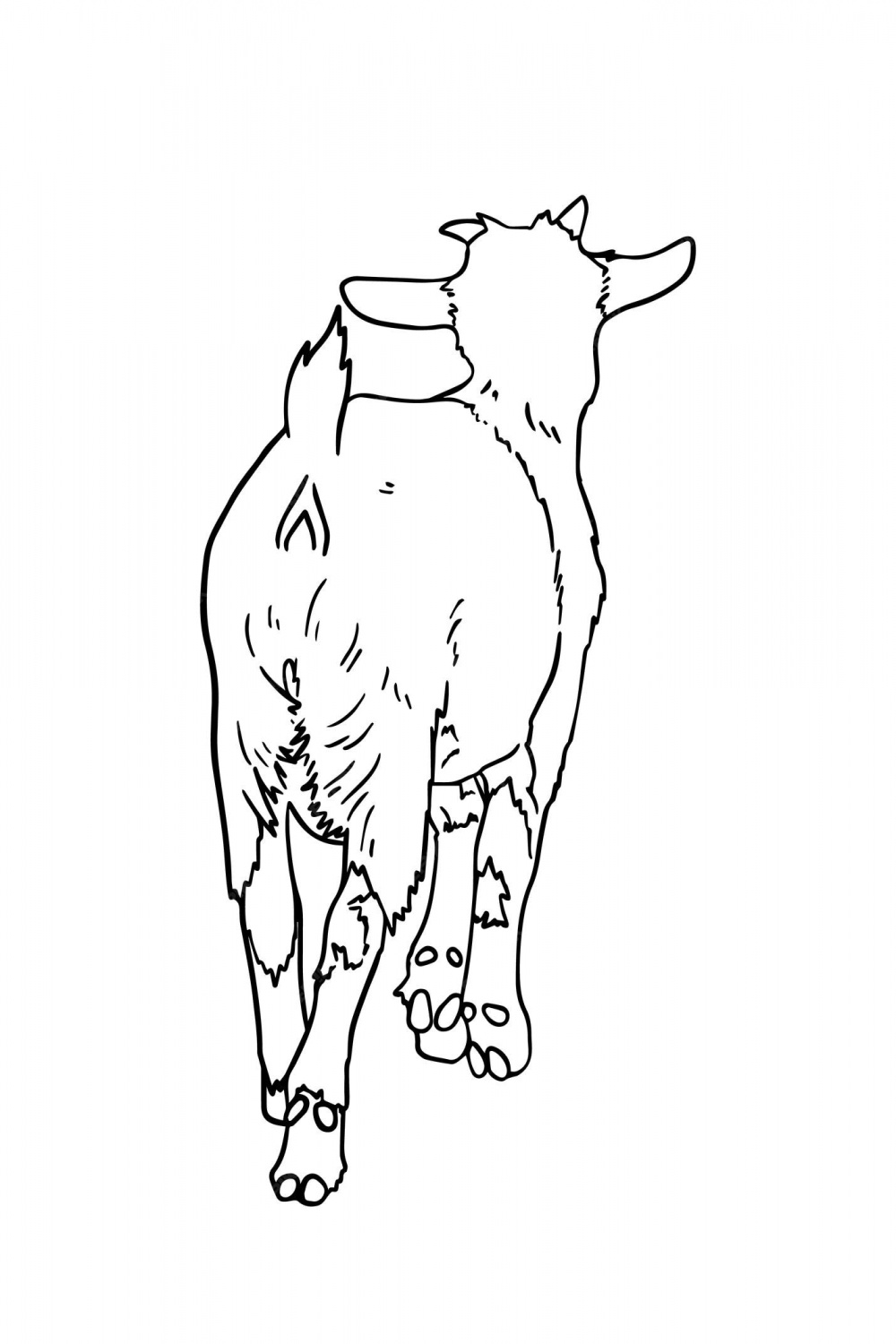 Premium Vector  Goat without horns full length back view