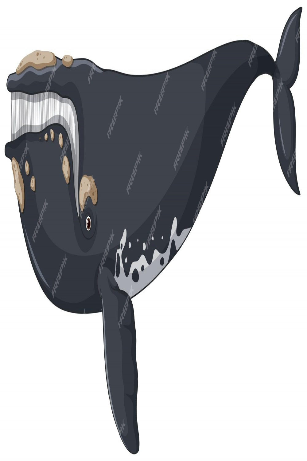 Premium Vector  North atlantic right whale vector