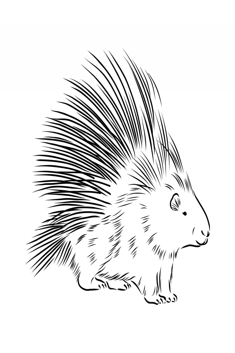 Premium Vector  Porcupine illustration, drawing, engraving, ink