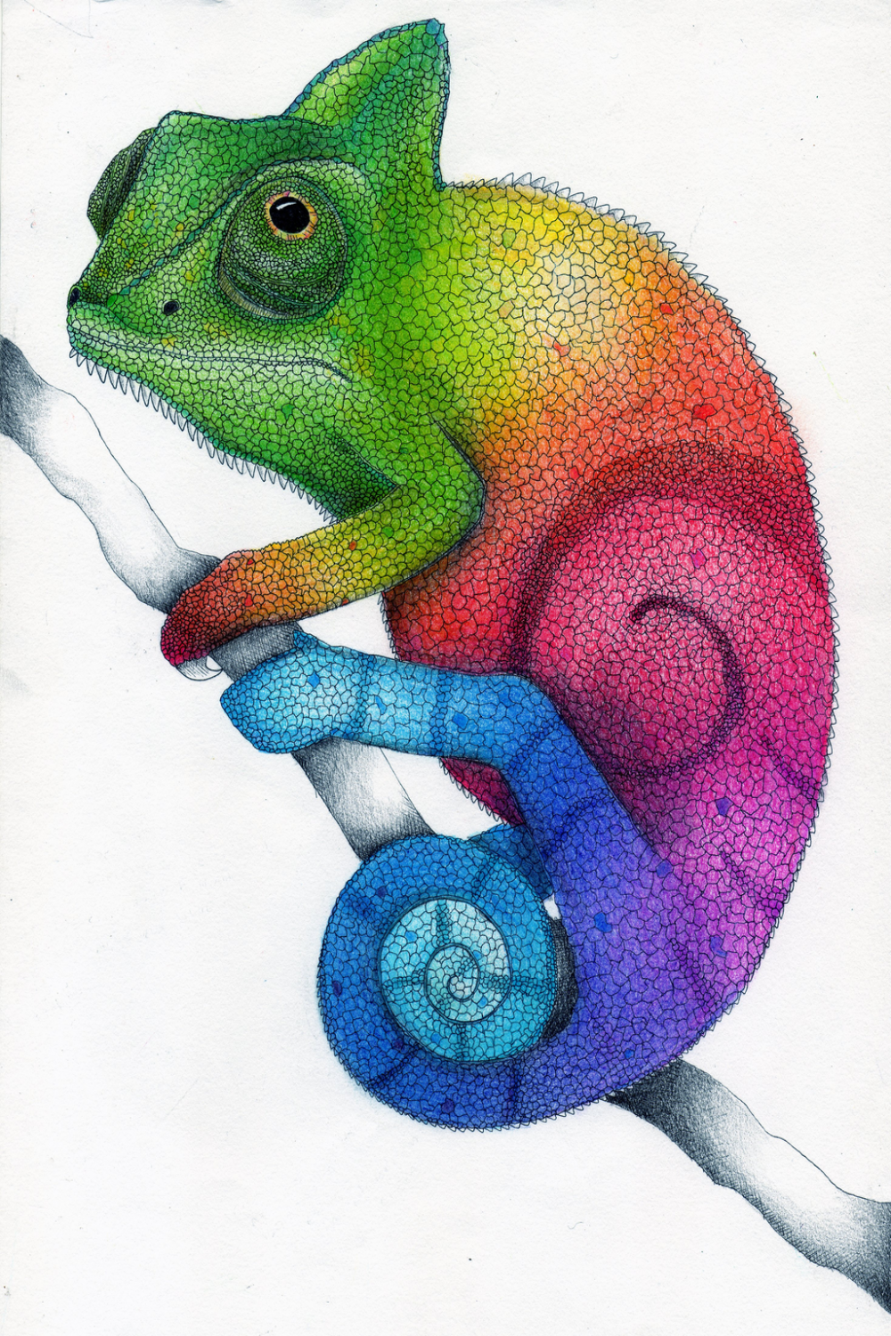 Rainbow Chameleon Color Pencil Drawing by Karen on DeviantArt