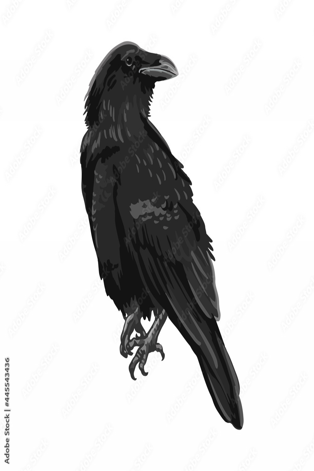 Raven drawing high quality vector illustration