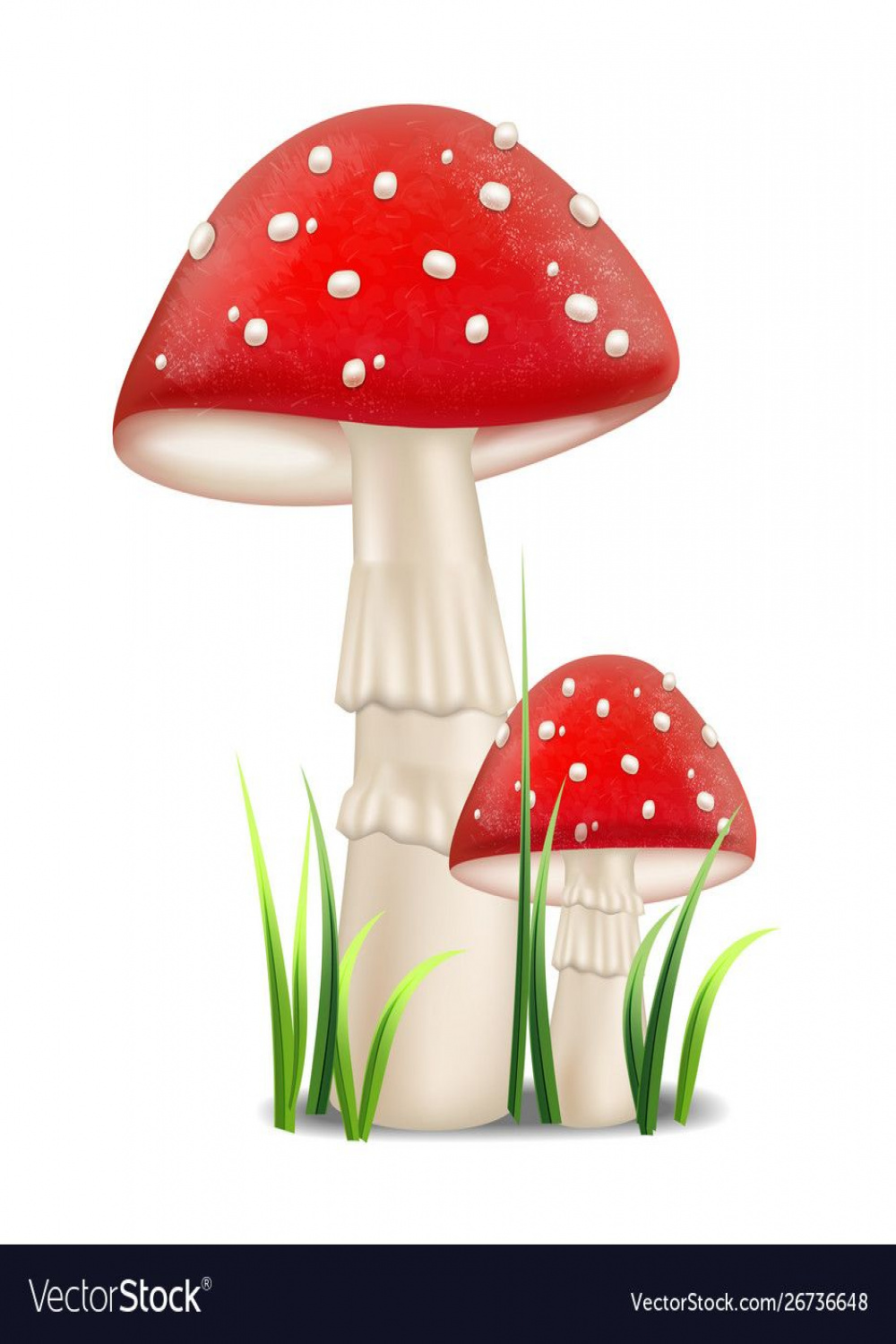 Red mushrooms realistic growing detailed Vector Image  Mushroom