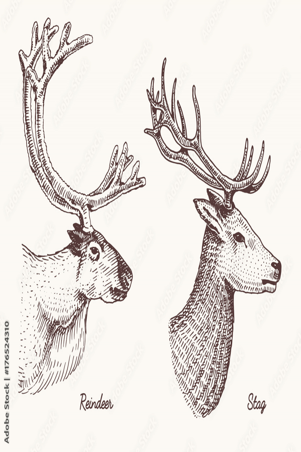 reindeer and stag deer vector hand drawn illustration, engraved
