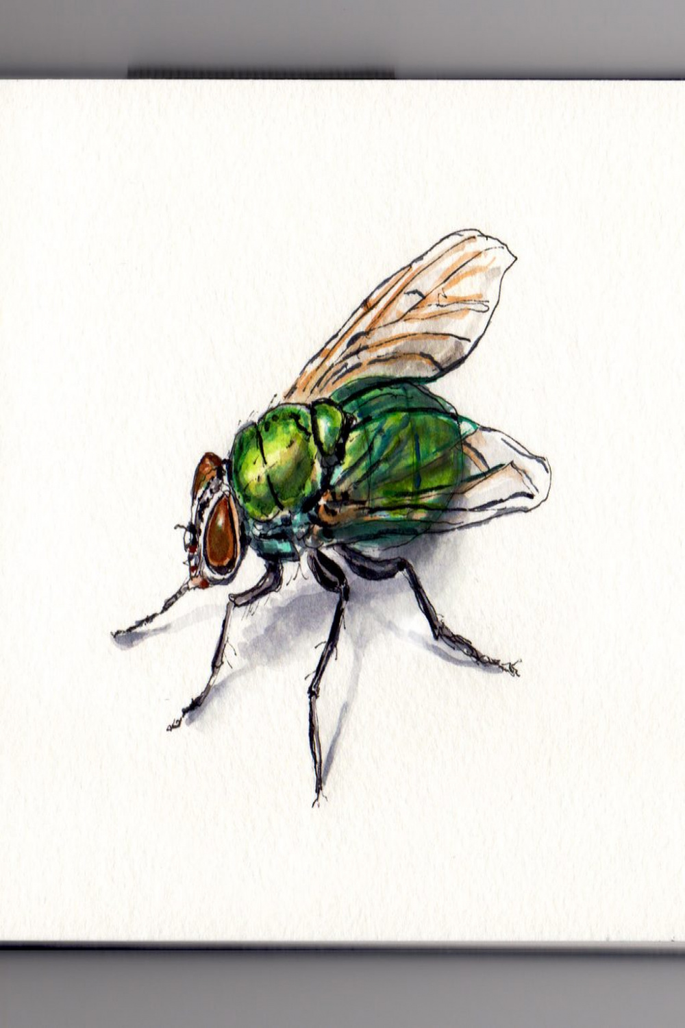 Return Of The Blow Fly - Doodlewash®