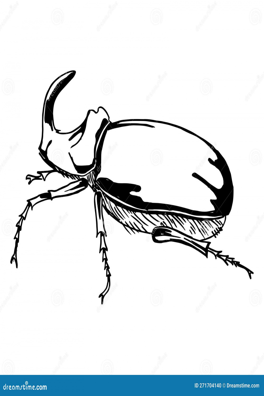 Rhinoceros Beetle