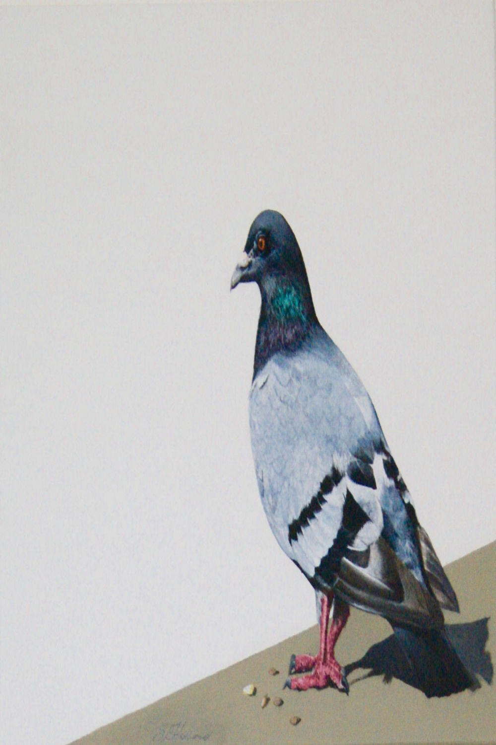 Robert, original painting of a pigeon acrylic on canvas  Bird art
