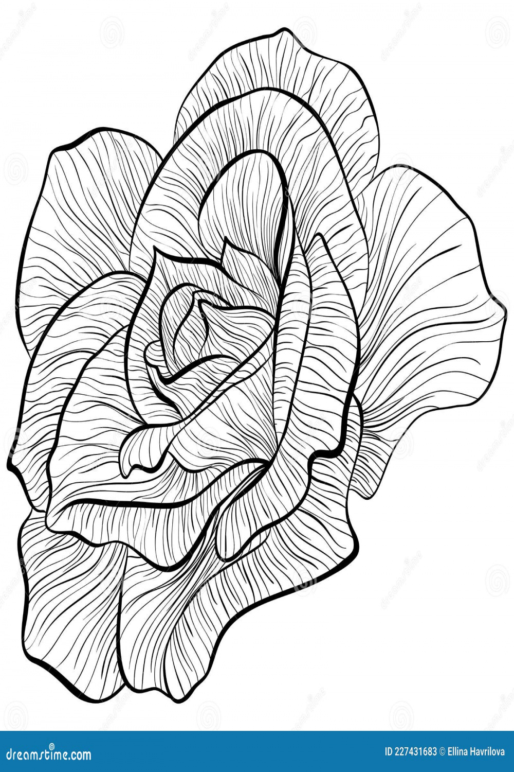 Roses in line art style stock vector