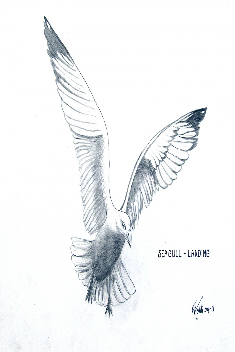Seagull tattoos ideas  seagull tattoo, seagull, tattoos
