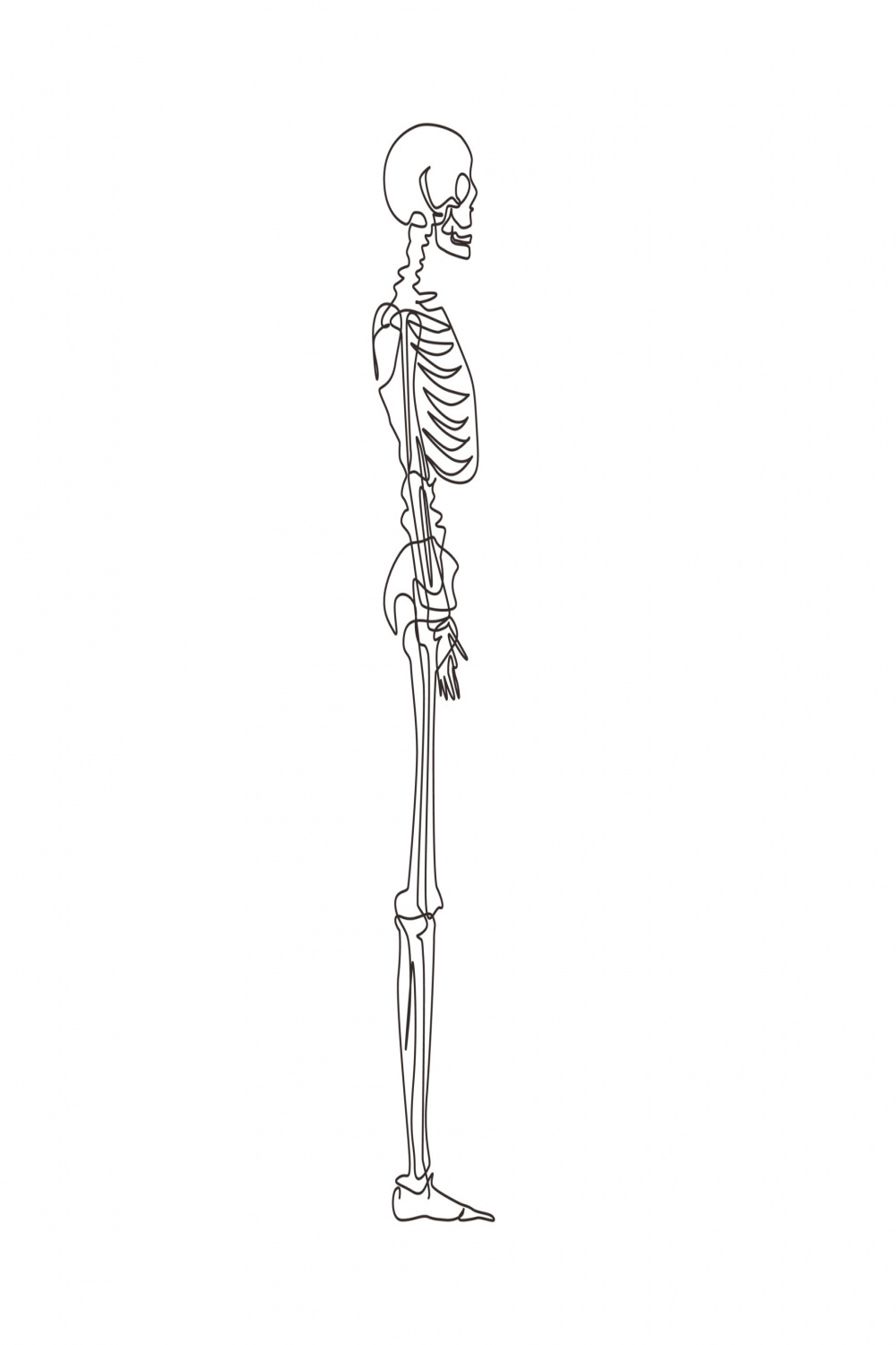 Single one line drawing side view full anatomical skeleton of a