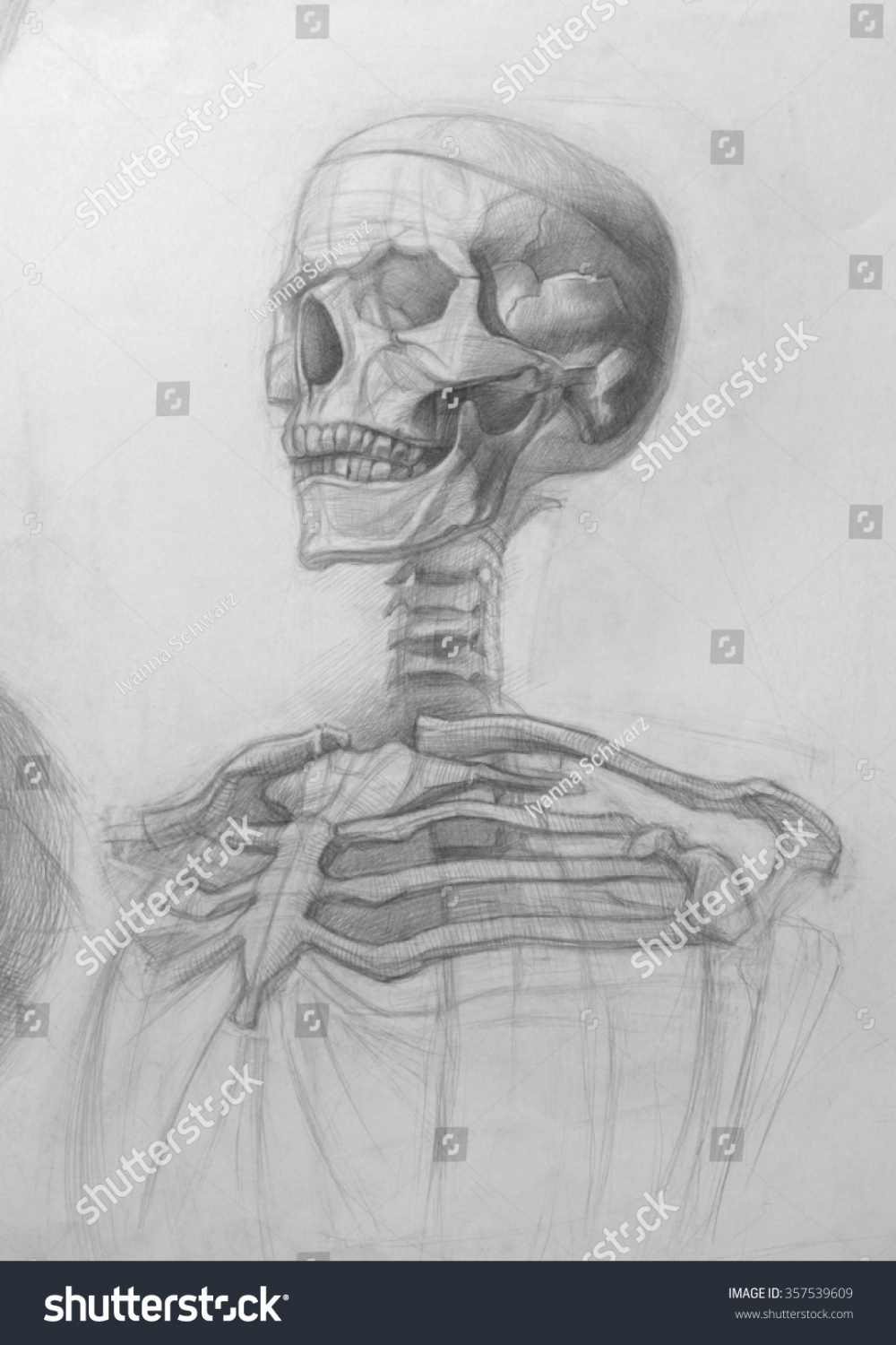 Skeleton Academic Pencil Realistic Hand Drawing Stock Illustration