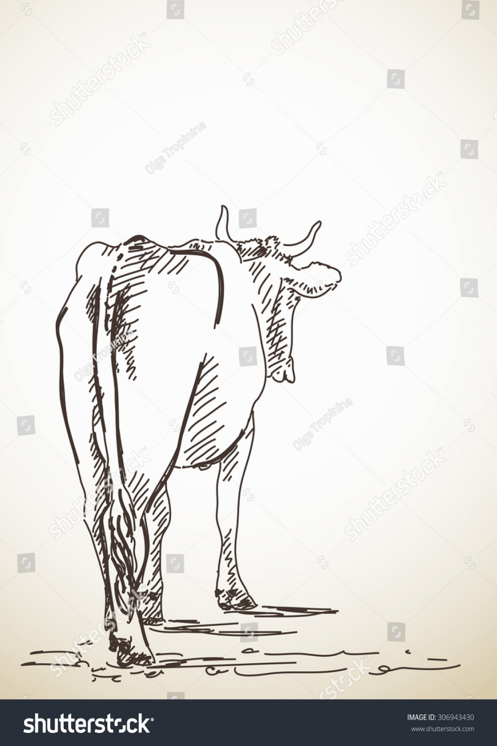 Sketch Cow Back View Hand Drawn Stock Vector (Royalty Free