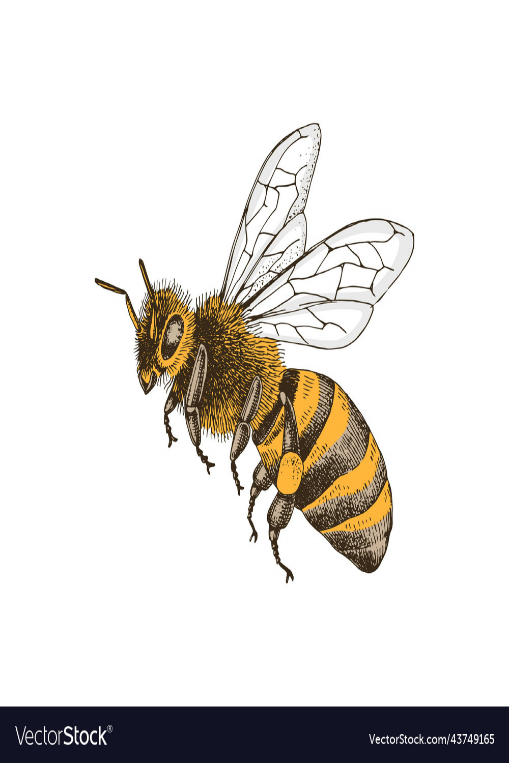 Sketch honey bee side view drawing Royalty Free Vector Image