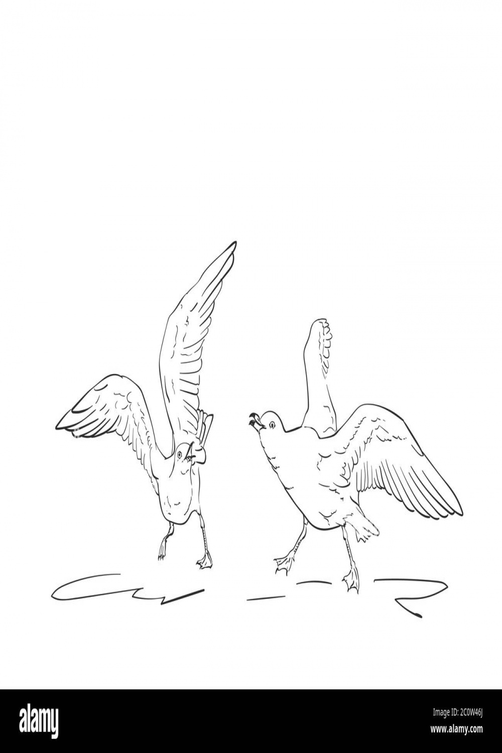 Sketch of two angry seagulls fighting, Vector hand drawn