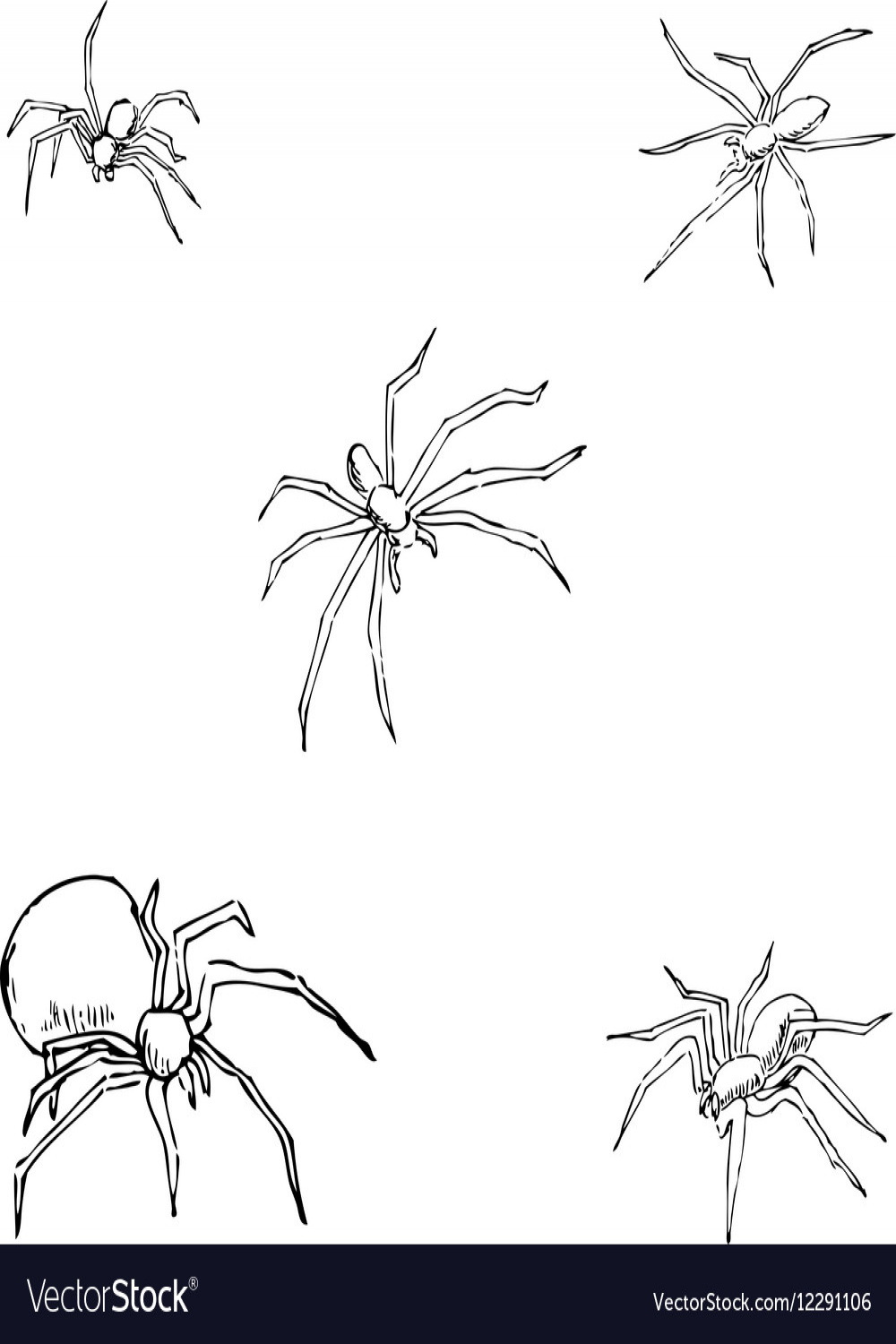 Spiders a sketch by hand pencil drawing Royalty Free Vector
