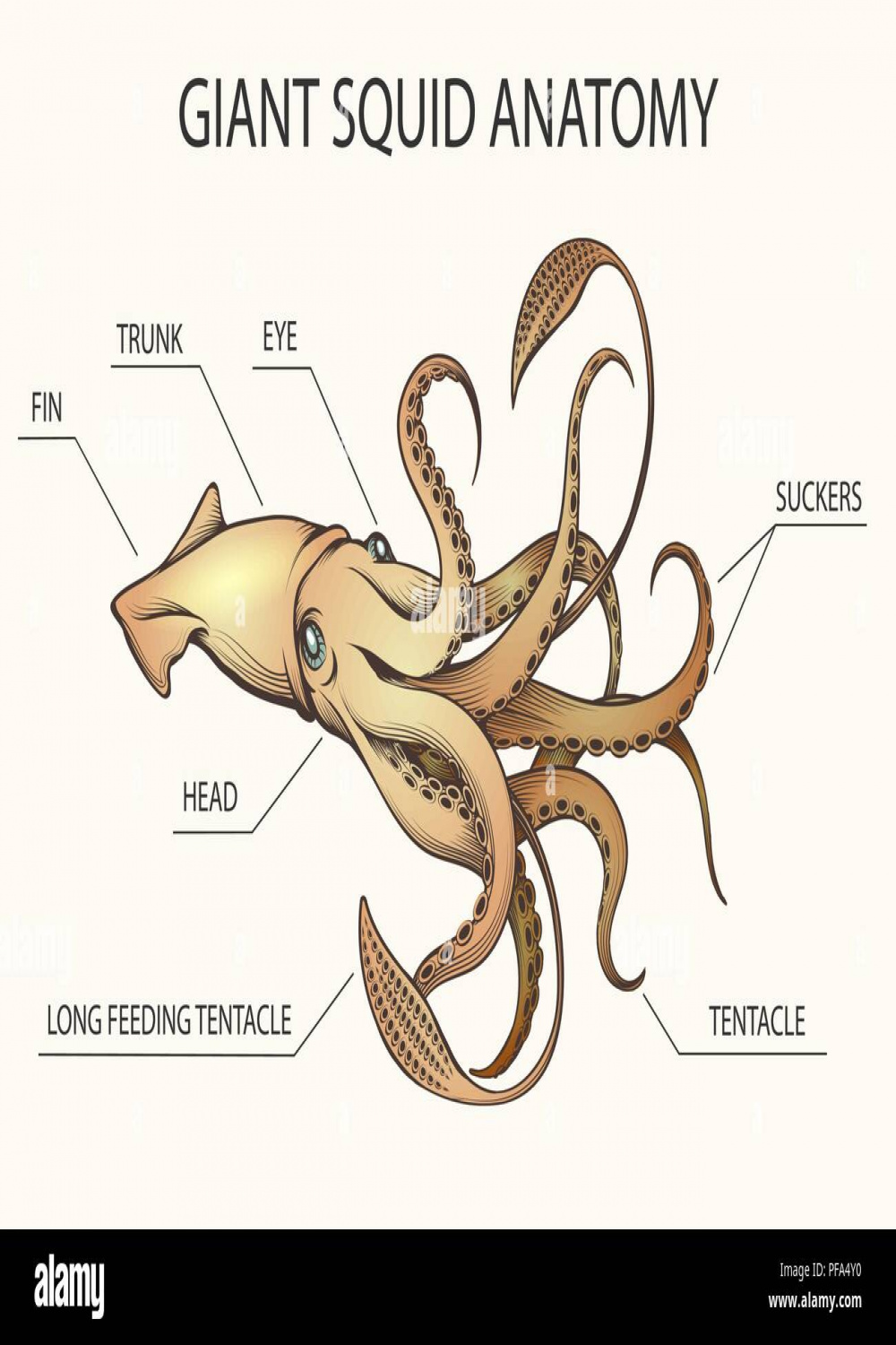 Squid Anatomy Colorful Illustration