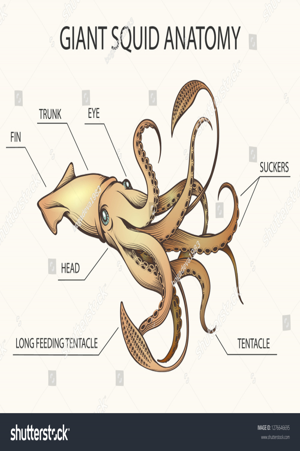Squid Anatomy Colorful Illustration Squid Body Stock Illustration