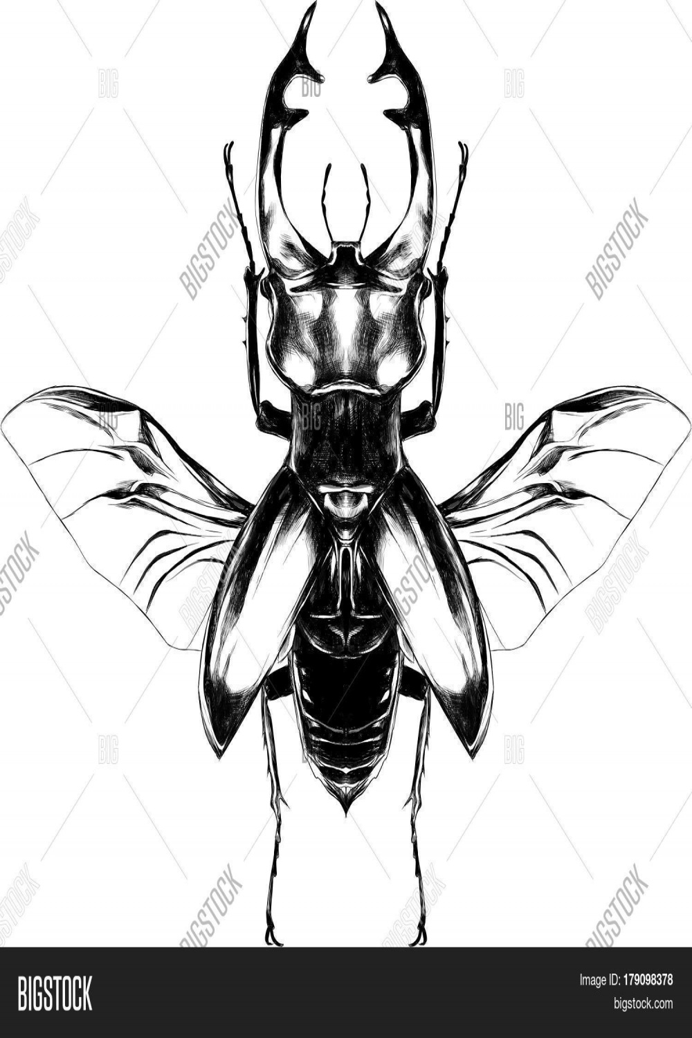 Stag Beetle Open Vector & Photo (Free Trial)  Bigstock