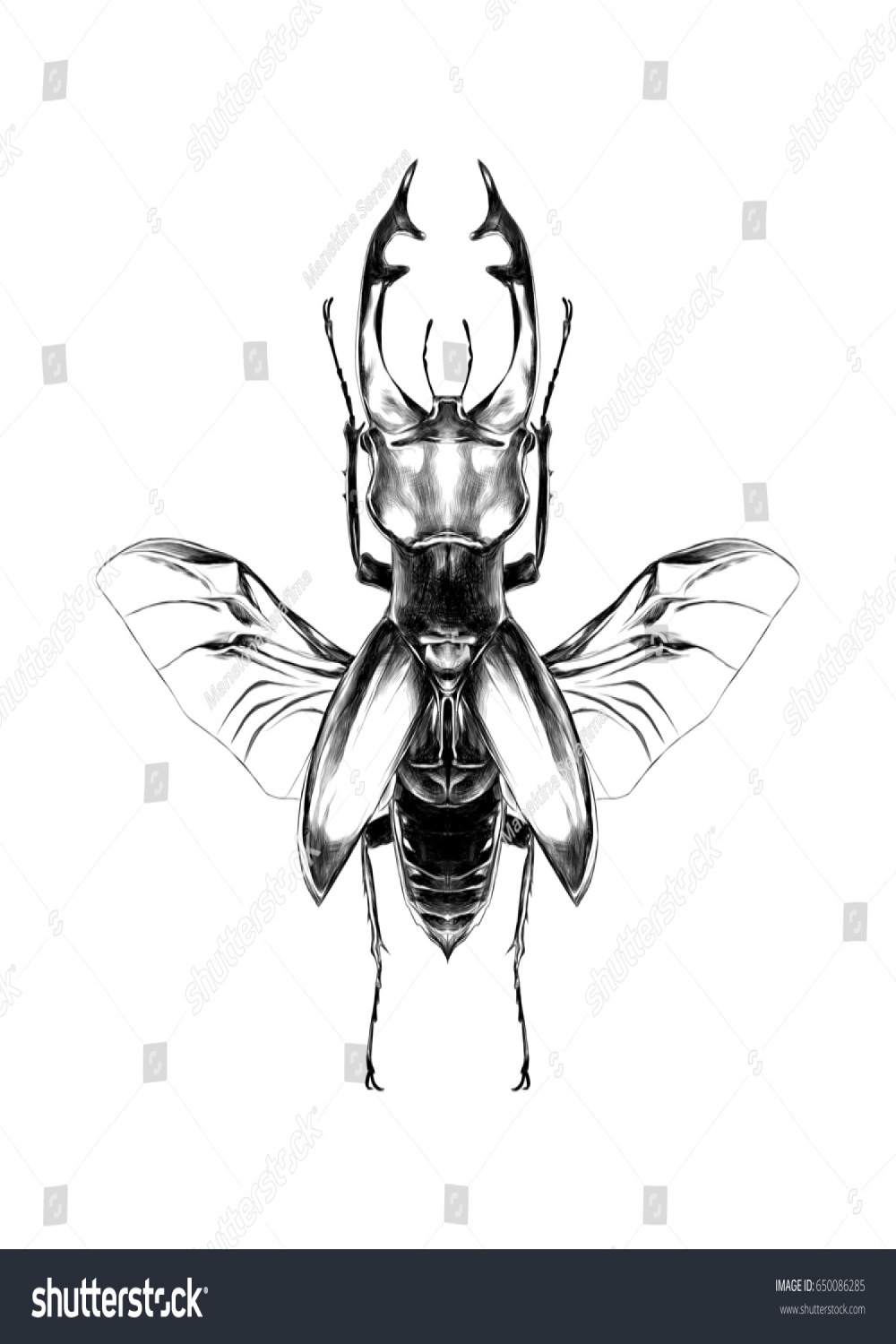 Stag Beetle Open Wings Flying Top Stock Illustration