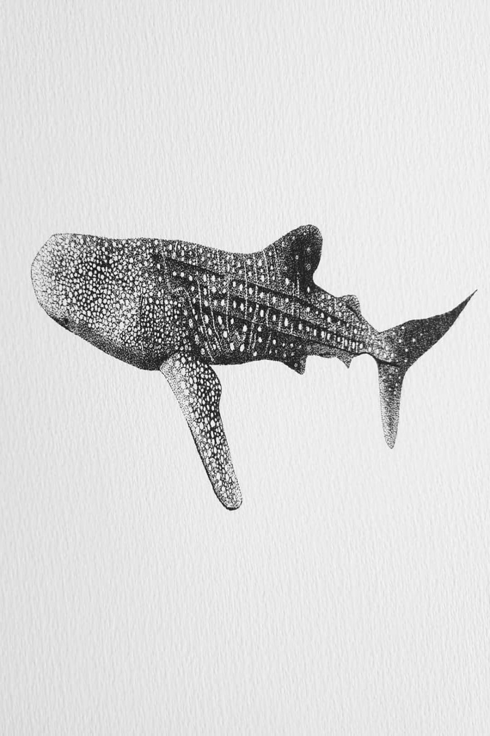 🐋 Stippled Whale shark - fineliner on watercolour paper