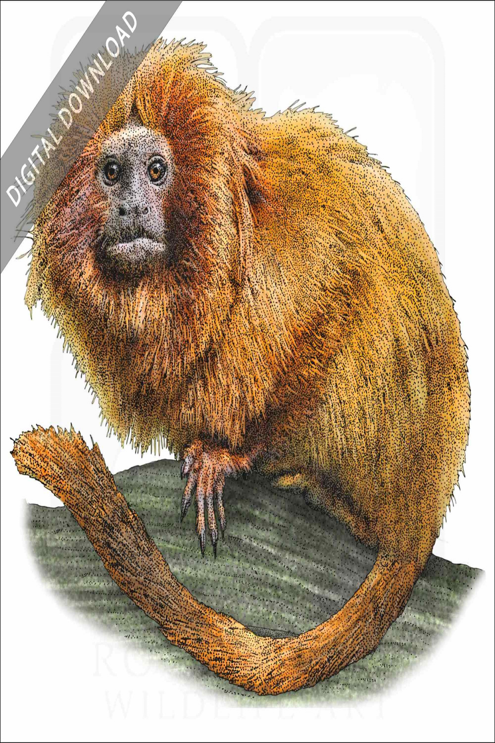 Stock Art Drawing of a Golden Lion Tamarin