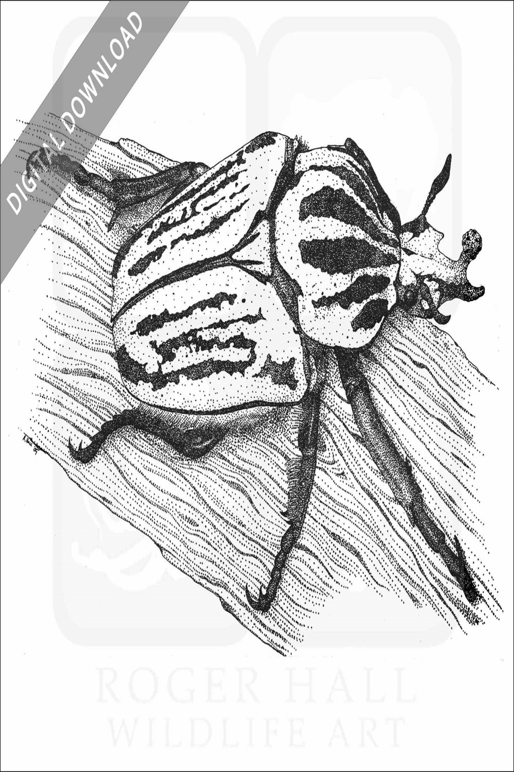 Stock Art Drawing of a Goliath Beetle
