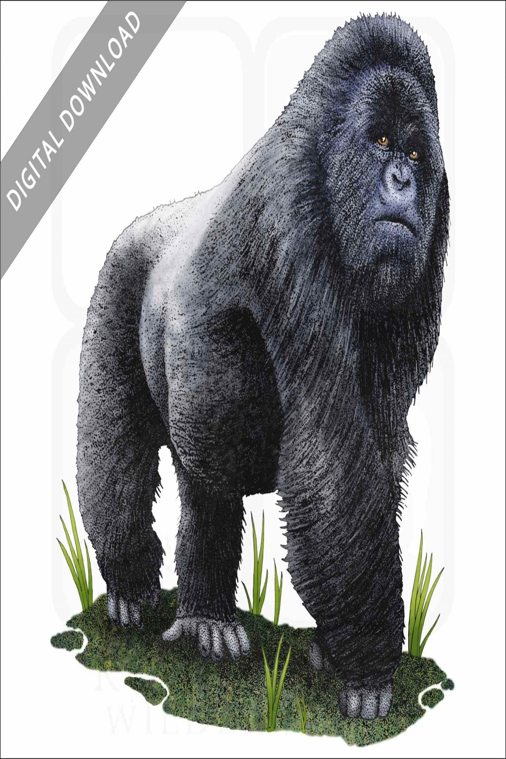 Stock Art Drawing of a Mountain Gorilla