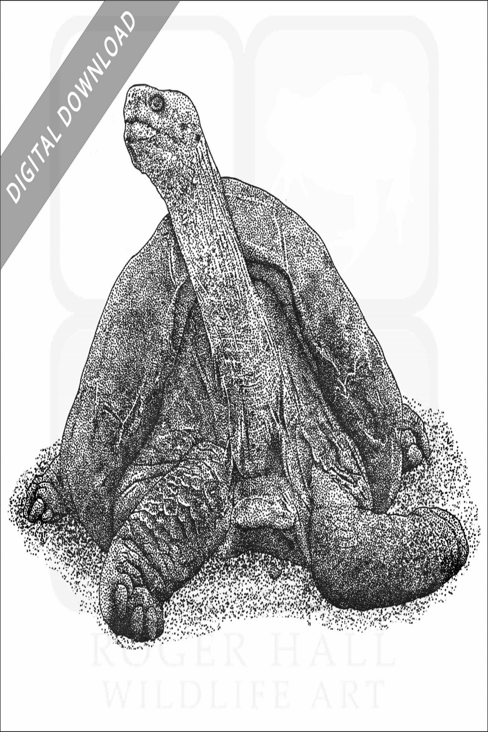 Stock Art Drawing of a Pinta Island Tortoise