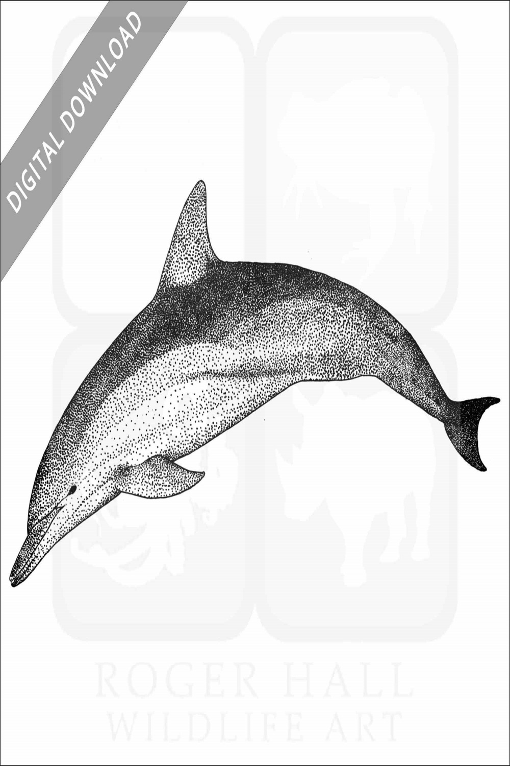 Stock Art Drawing of a Short-Beaked Common Dolphin