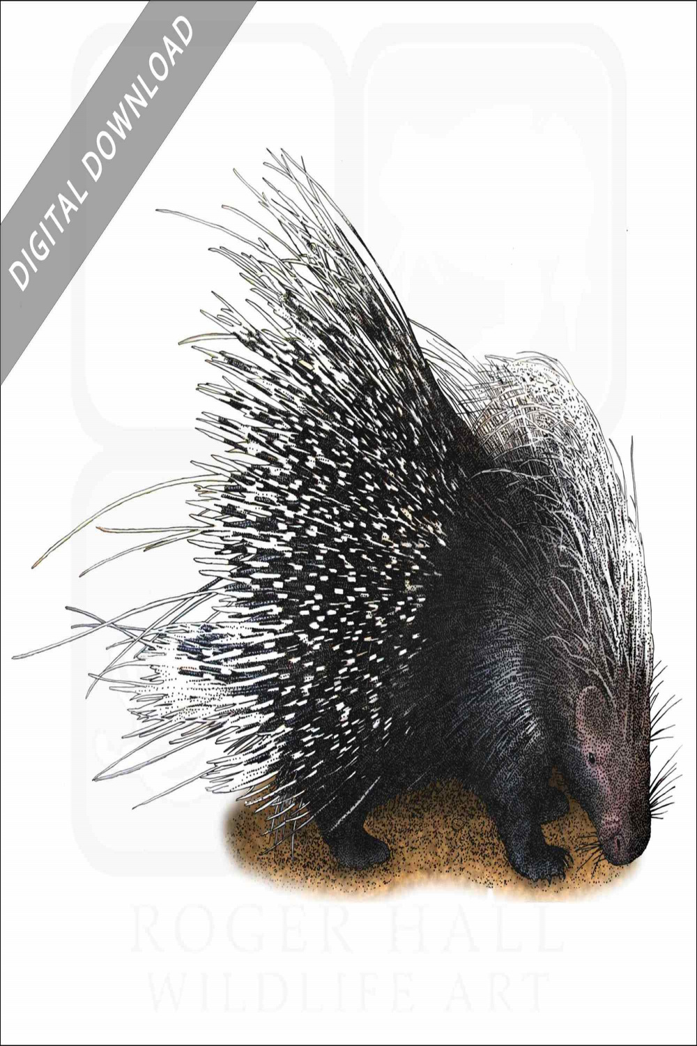 Stock Art Drawing of an African Crested Porcupine