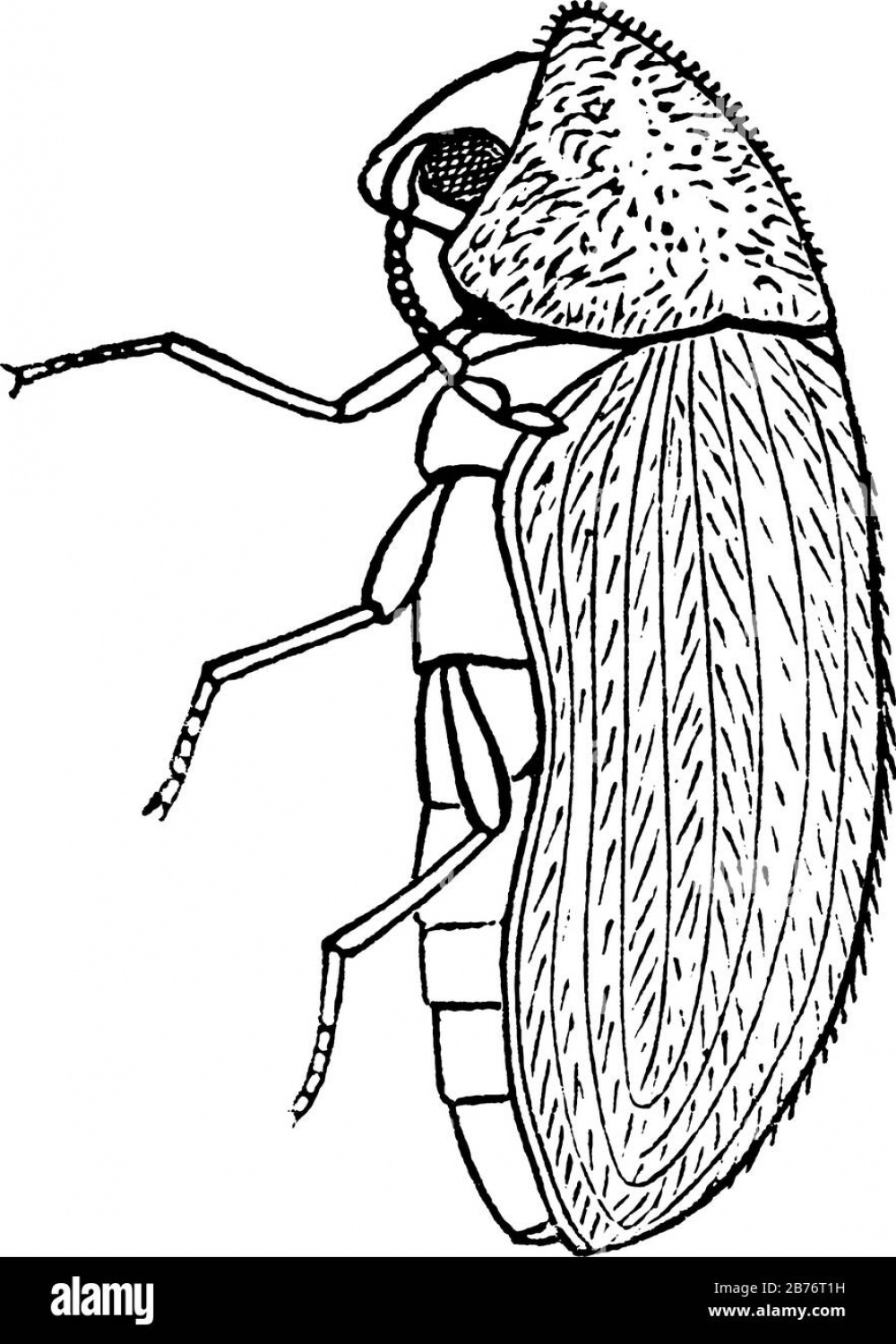 The adult of the drugstore beetle, side view, that have antennae