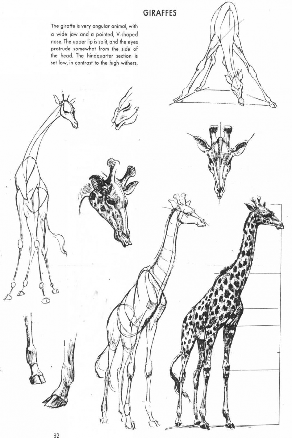 The Art of Animal Drawing by Ken Hultgren  Dieren tekenen, Dier
