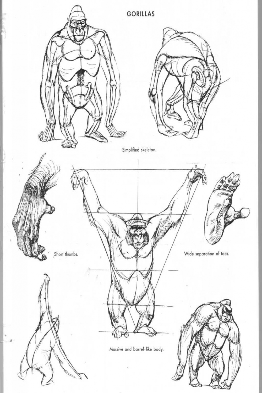 The Art of Animal Drawing by Ken Hultgren  Gorillas art, Monkey