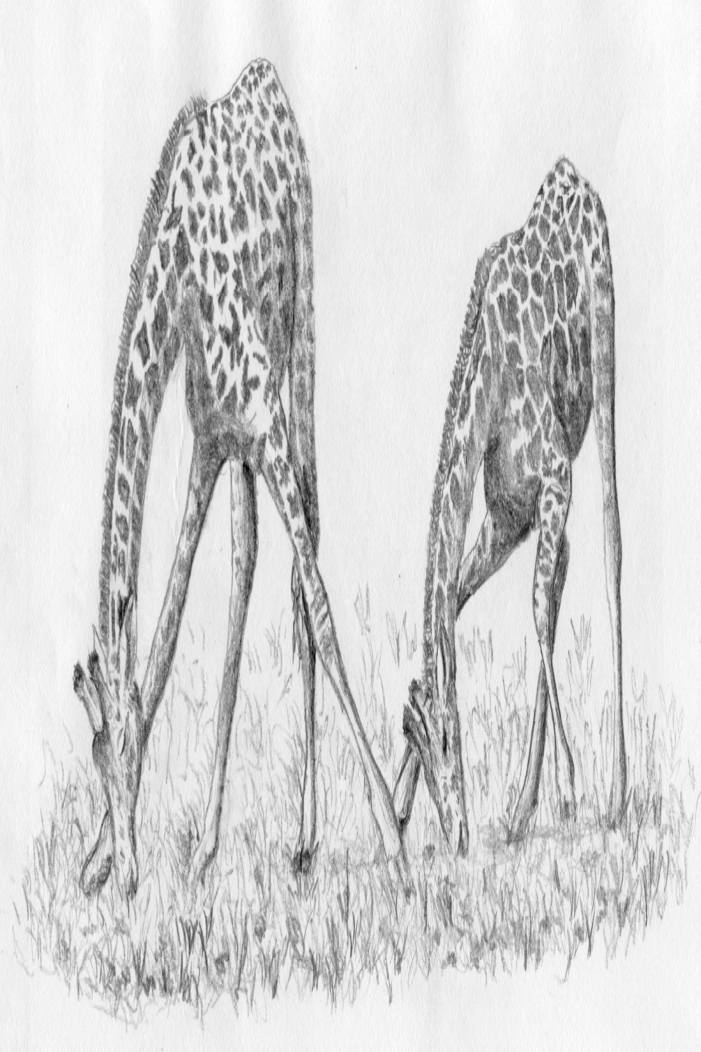 The Giraffe