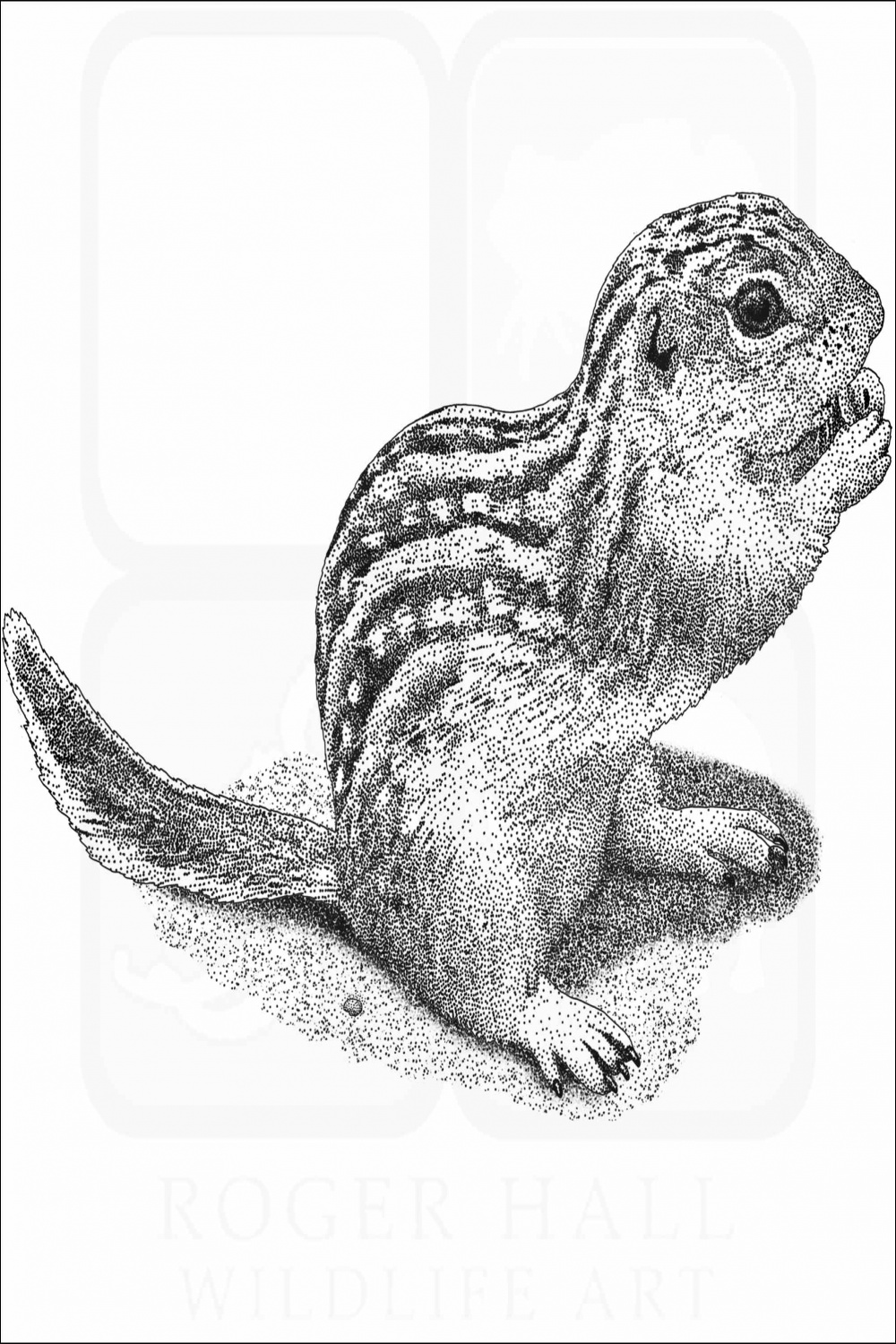 Thirteen-Lined Ground Squirrel - Signed Fine Art Print