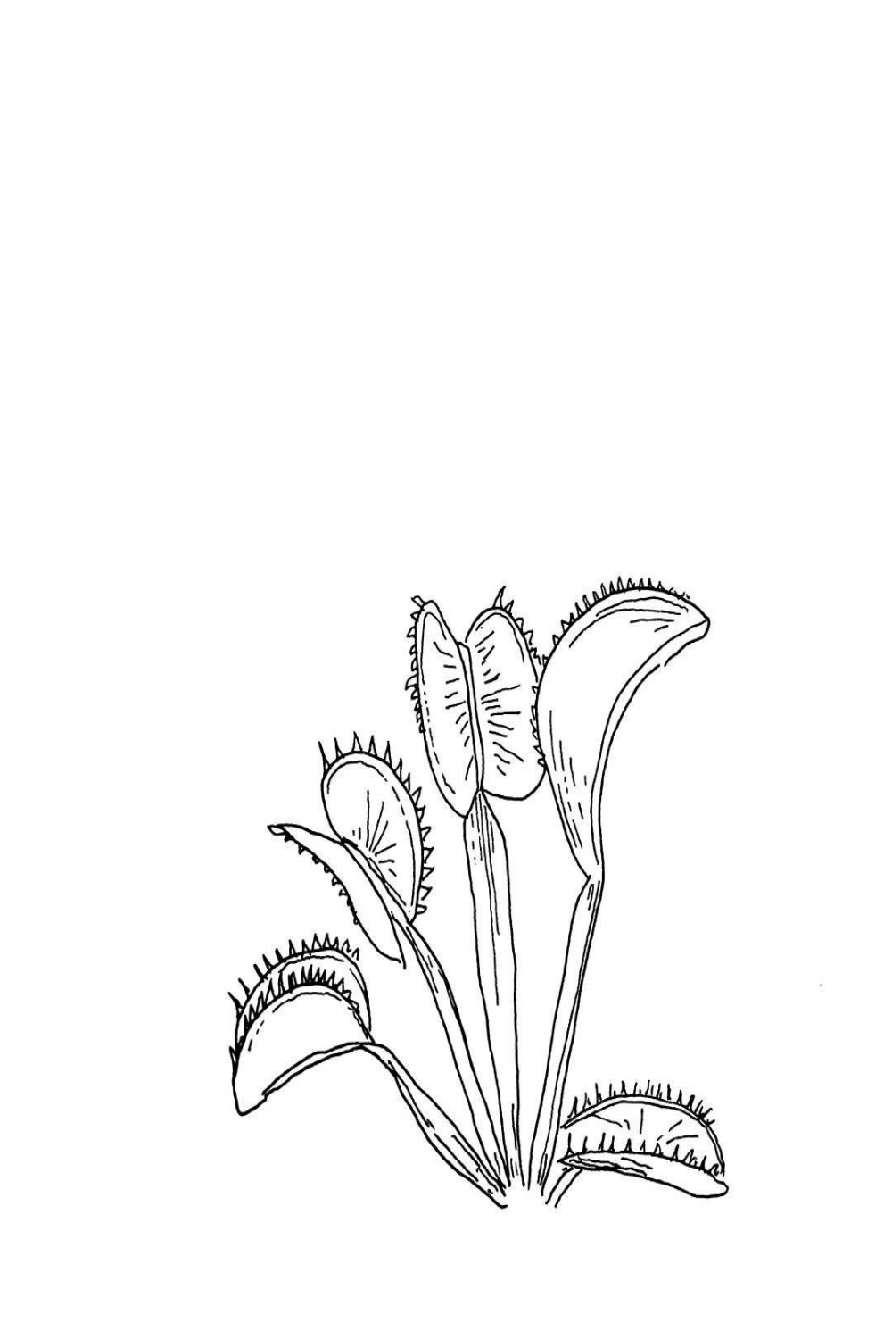 Thor on Instagram: “Venus Fly Trap #micron #illustrator