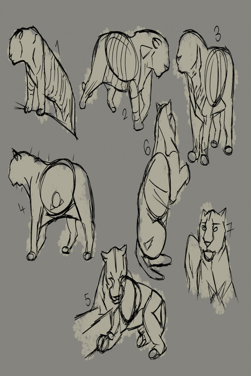 Tiger Anatomy Practise by Padutonn on DeviantArt