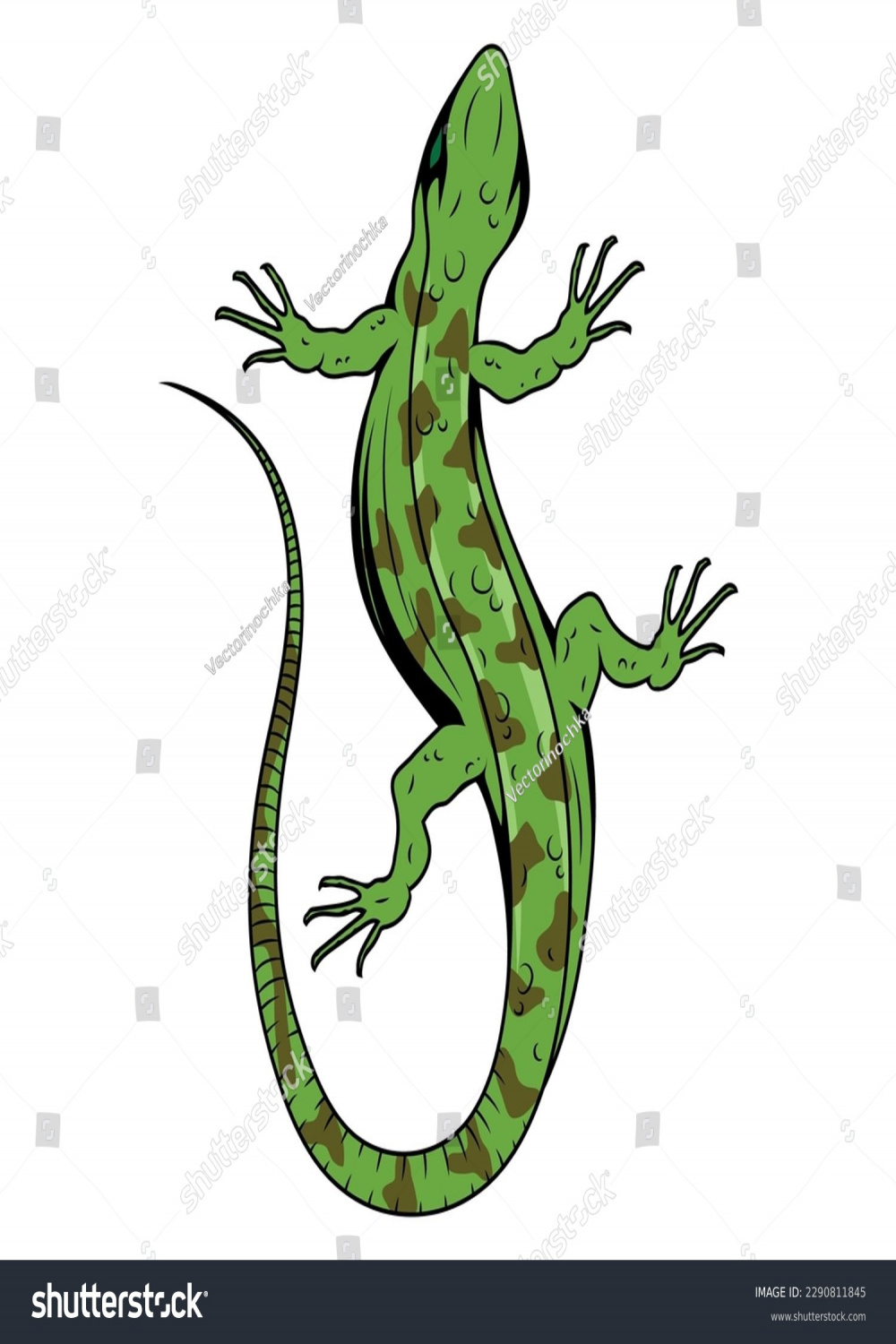 , Top View Lizards Images, Stock Photos, D objects, & Vectors