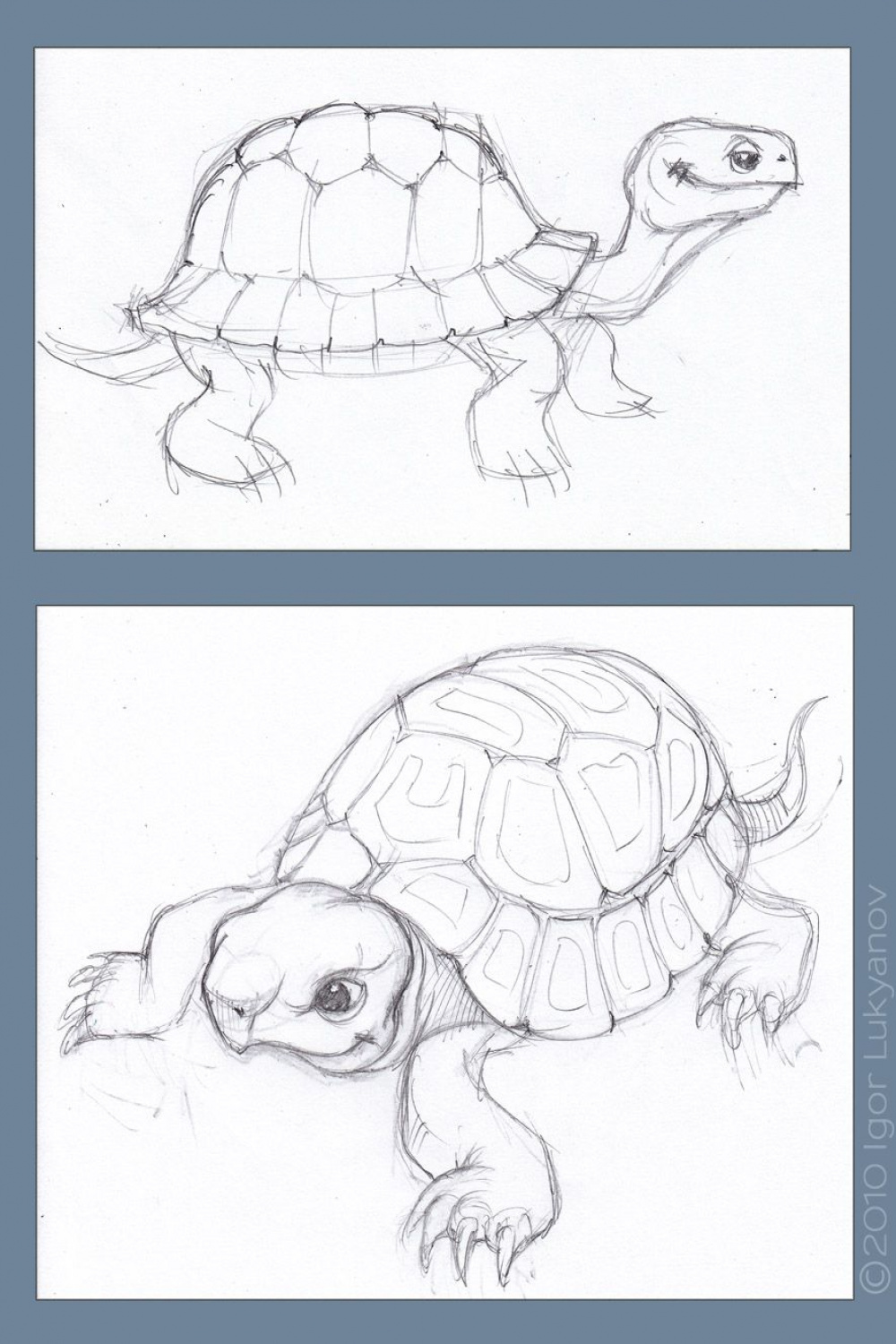 tortoise-sketch-drawing  Tortoise drawing, Drawing sketches