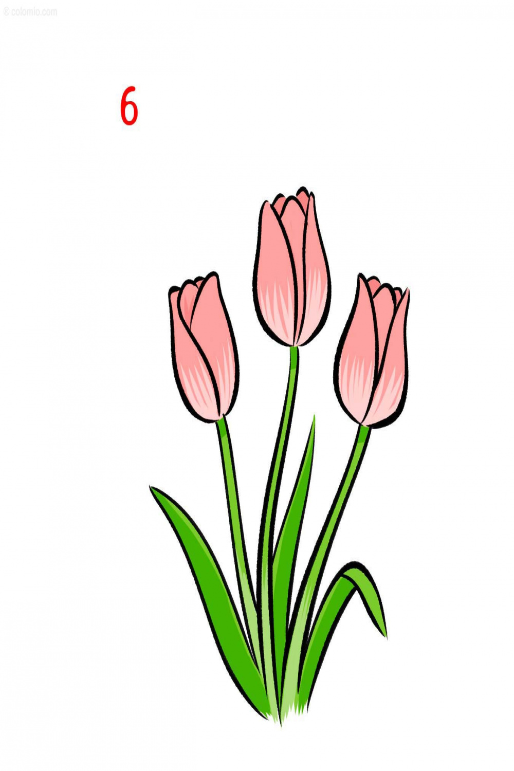 Tulip Drawing » How to draw a Tulip