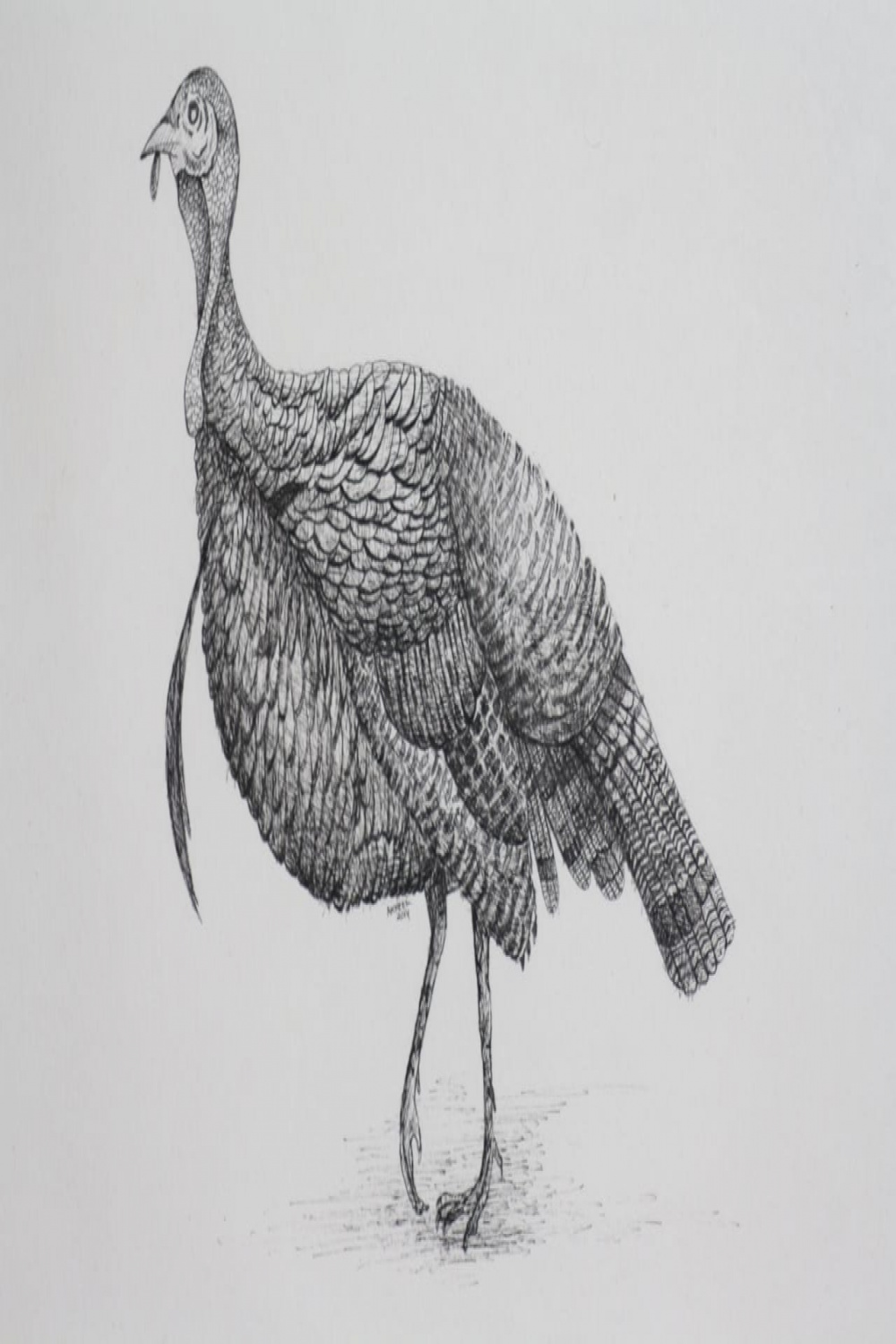 Turkey Drawing