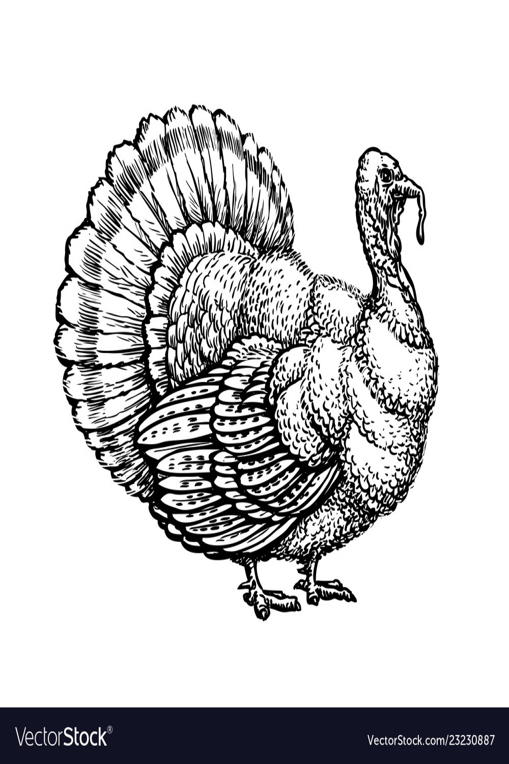 Turkey turkeycock hand drawn sketch vintage Vector Image