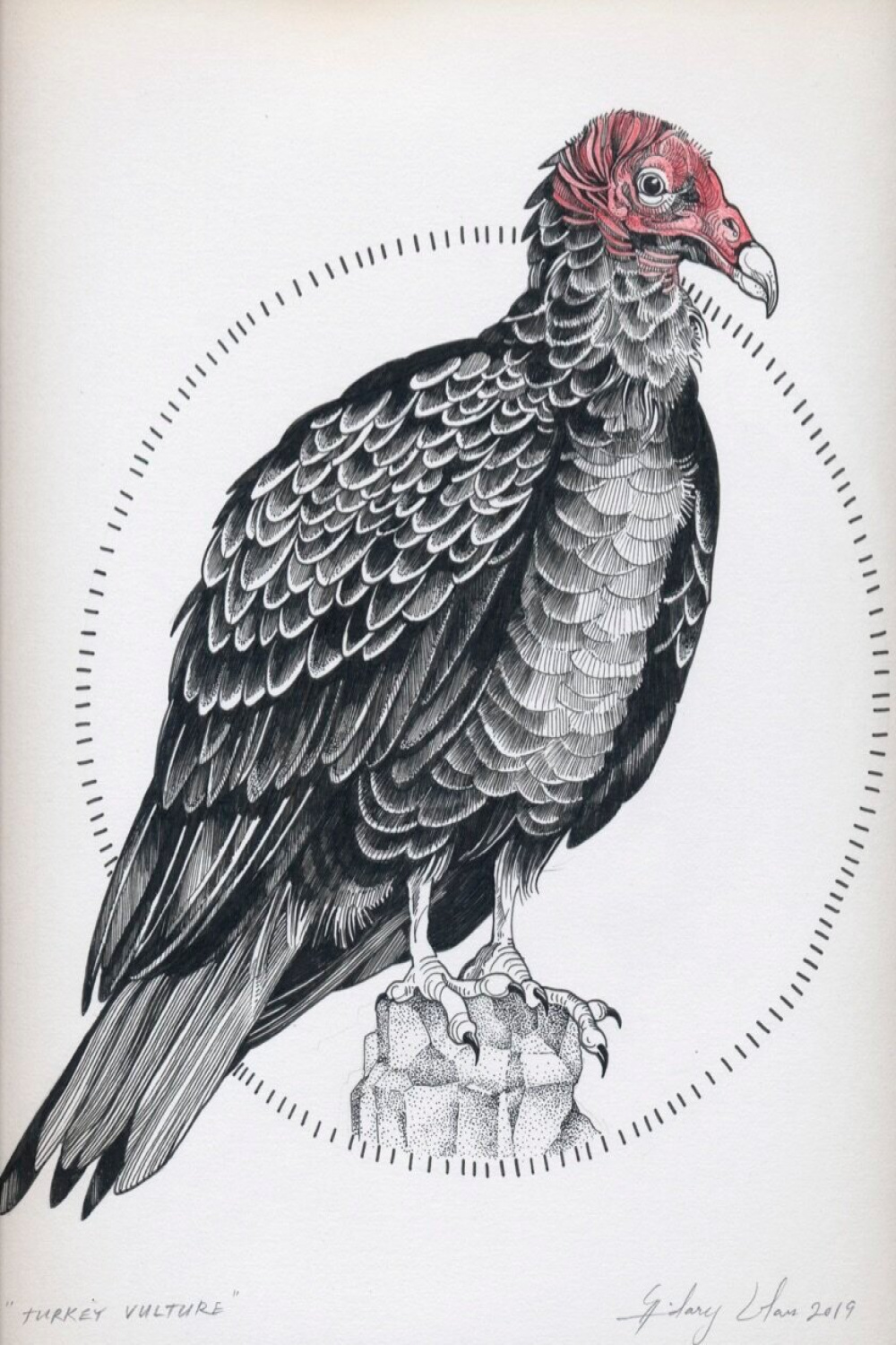 Turkey Vulture Original Drawing — HILARY ANN LOVE GLASS