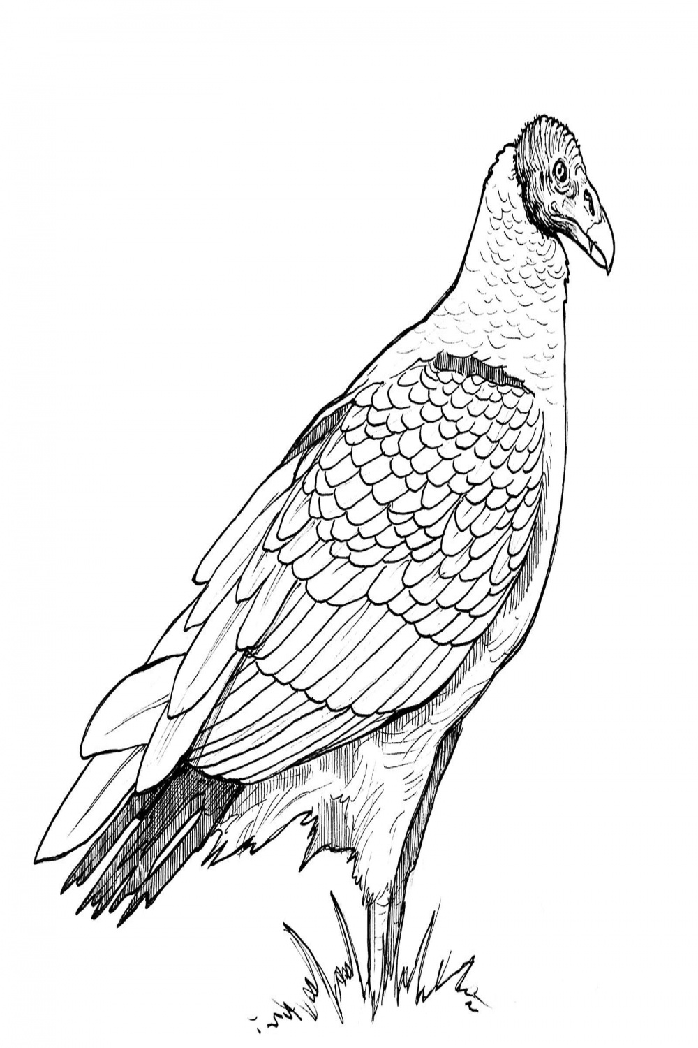 Turkey Vulture (profil, ink) by VeronRishka on DeviantArt