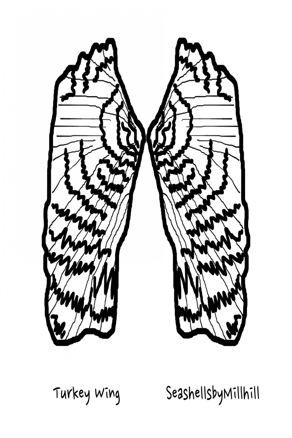 Turkey Wing Seashell Coloring Page