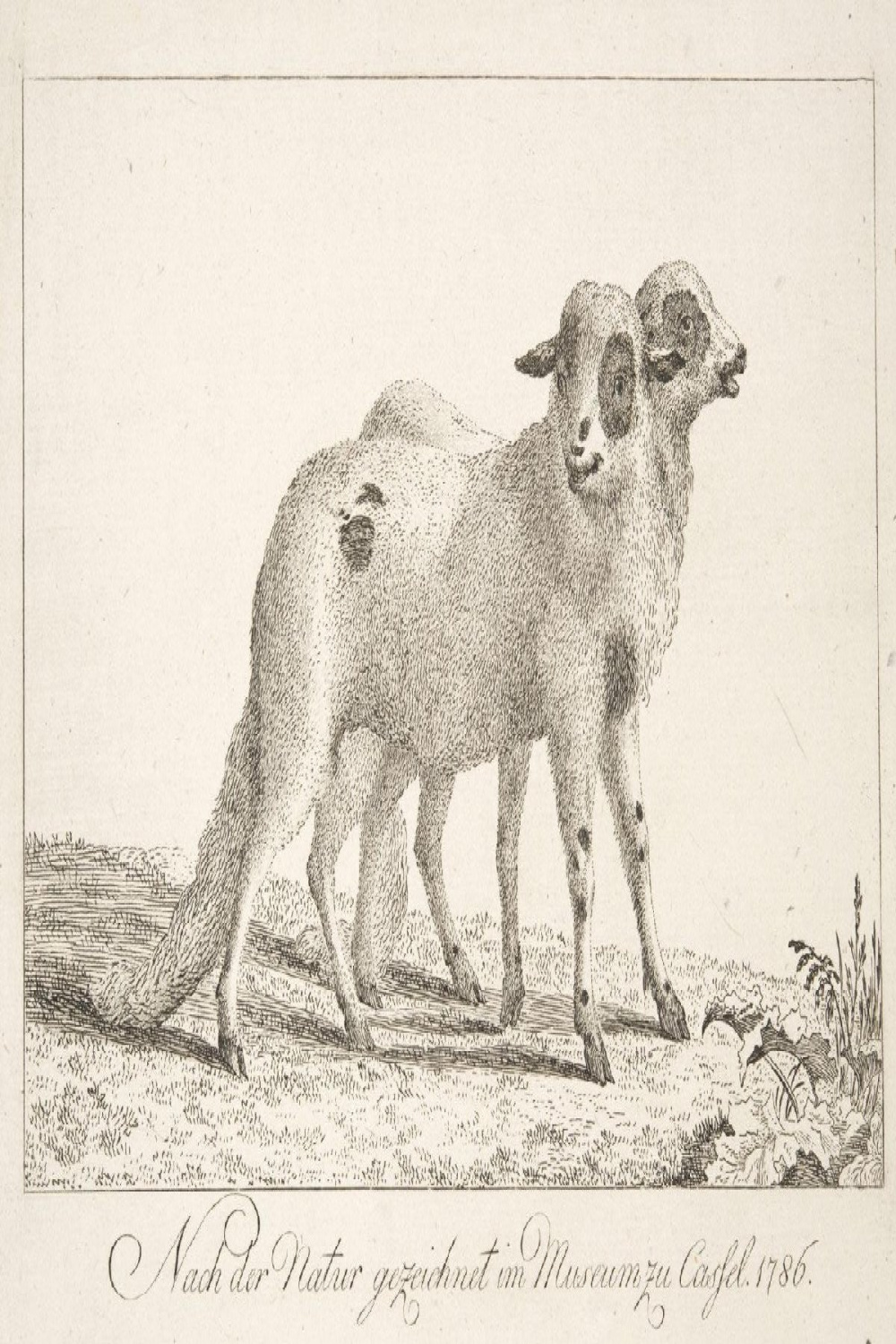 Two-Headed Lamb