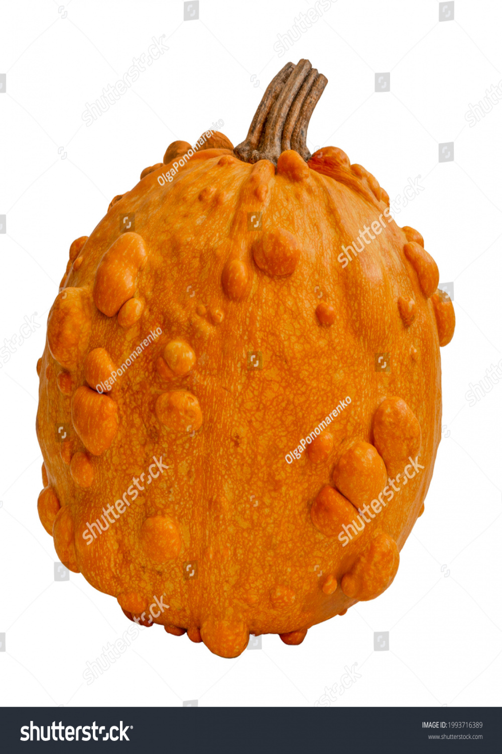 , Ugly Pumpkin Images, Stock Photos, D objects, & Vectors